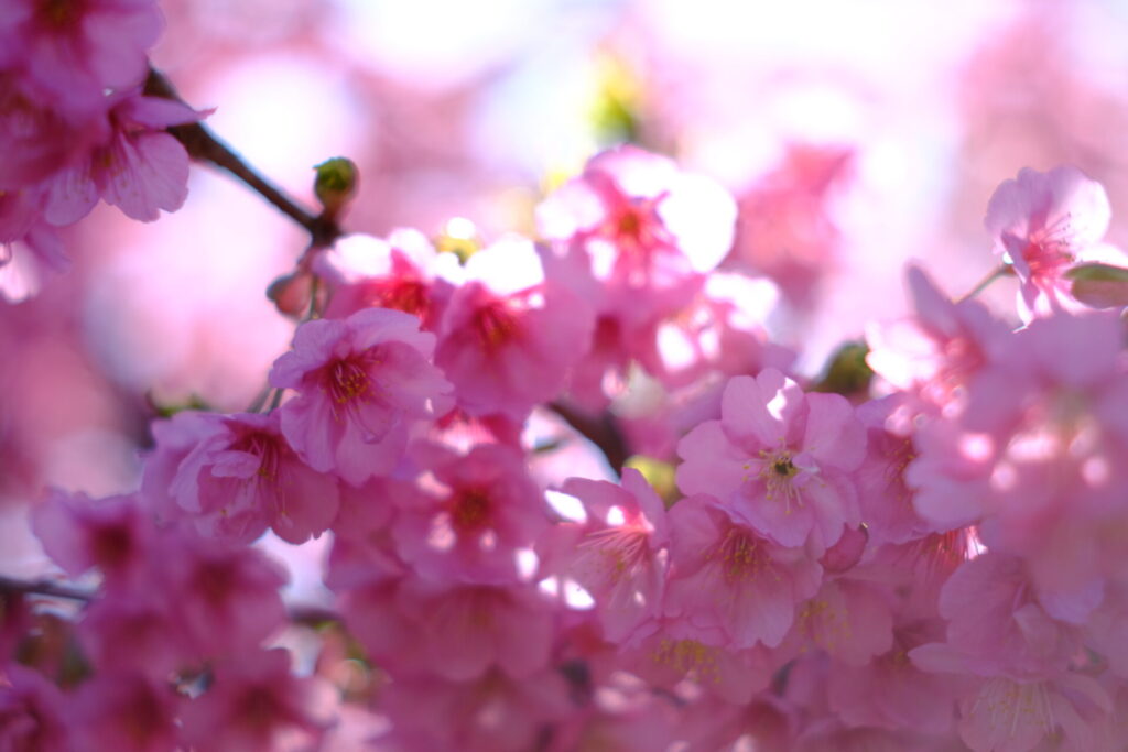 SUPERTAKUMARで撮った河津桜