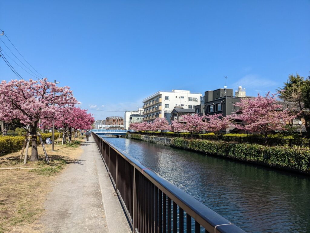 大横川散歩道の河津桜並木遠景