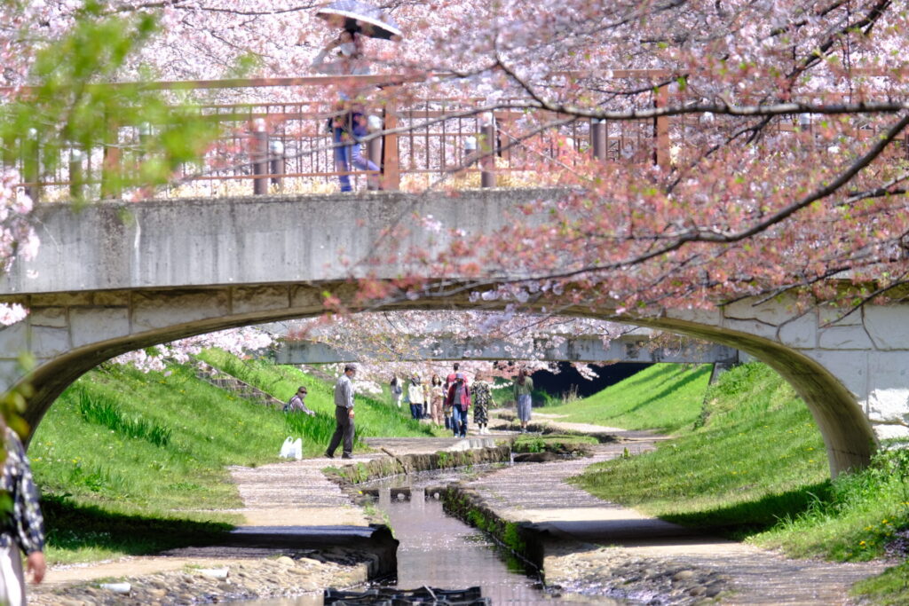 桜と橋